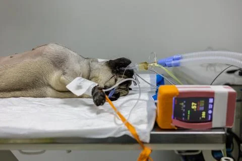 A dog on the operating table under anesthesia with vital signs monitoring Stock Photos