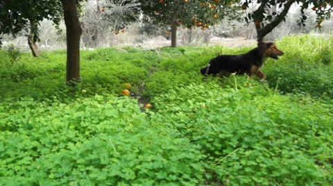 Dog in the orchard (1) Stock Footage 35055537
