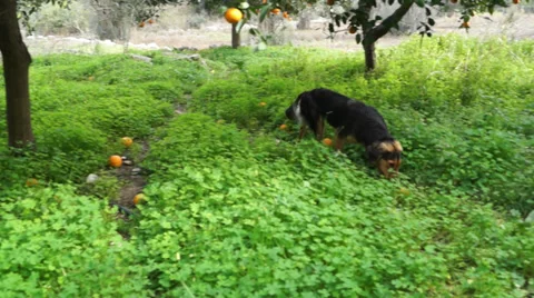 Dog in the orchard (2) Stock Footage 35060771
