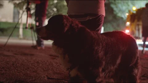 Dog out of emergency Stock Footage 101138994