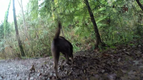 Dog out hiking Stock Footage 35910998