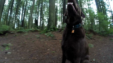 Dog out hiking Stock Footage 35911613