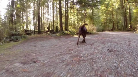 Dog out hiking Stock Footage 37037701
