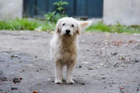 Dog in outdoors mutt in ecuador street white staring at camera Stock Photos
