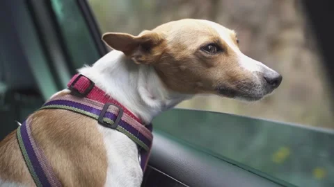Dog outside car window Video stock 146414745
