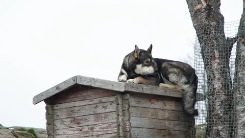 A dog outside during autumn Stock-Footage 118076894