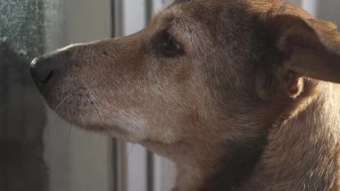 A dog outside looks through the window waiting to enter the house Stock Footage 255528636