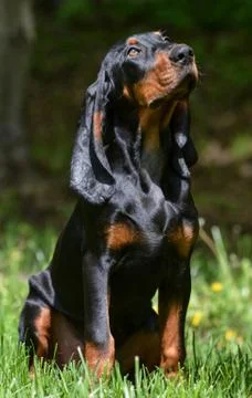 Dog outside Stock Photos