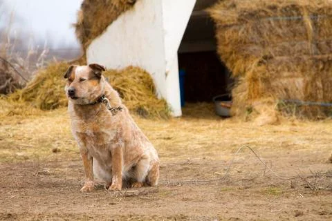 Dog outside Stock Photos