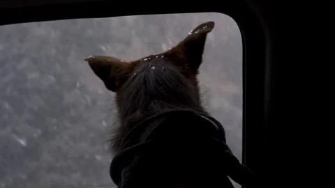 Dog outside the window of a car while snow is falling on the mountains, in slow Stock Footage 302665501