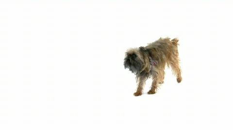 Dog over white 動画素材 467839