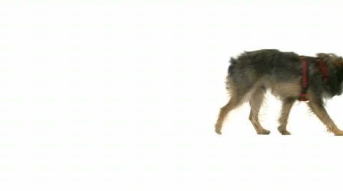 Dog over white 動画素材 467844