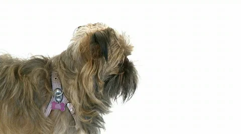 Dog over white 動画素材 467863