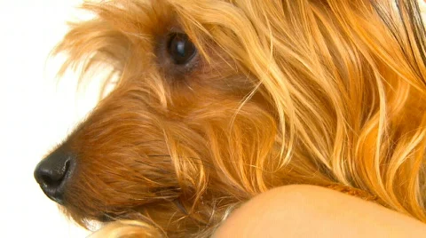 Dog over white Video stock 582348