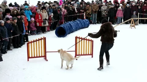 Dog overcomes obstacles Stock Footage 10799028