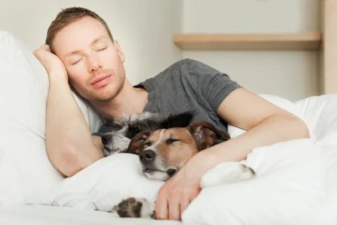 Dog owner in bed Stock Photos