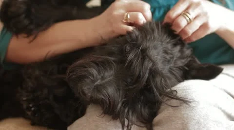 Dog owner cleans ears Stock Footage 12134707