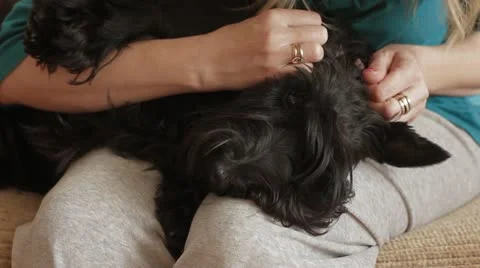 Dog owner cleans ears Stock Footage 12135169