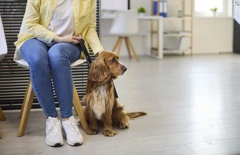 Dog owner with cocker spaniel waiting in veterinary clinic lobby for care Stock Photos