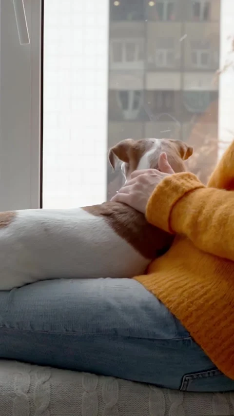 Dog owner home window Stock-Footage 280483604