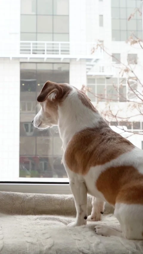 Dog owner home window vertical video Vídeo Stock 280483579