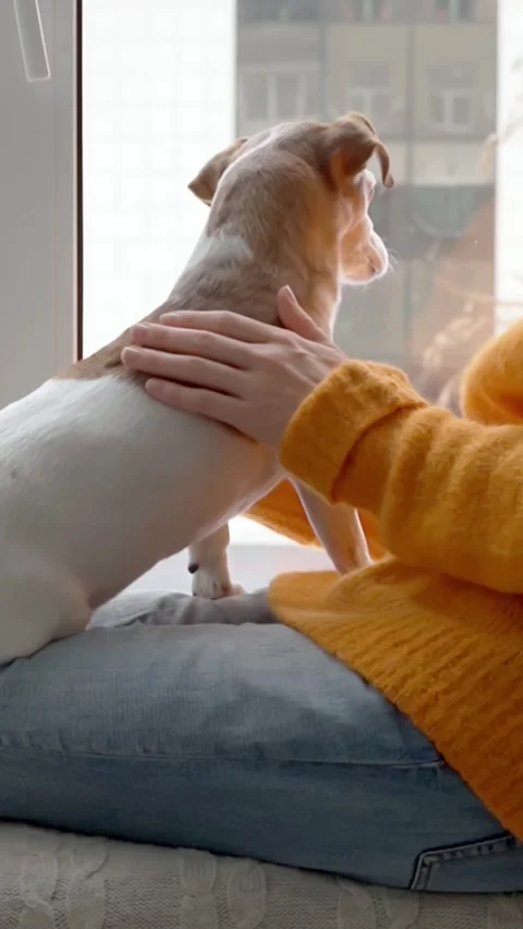 Dog owner home window view winter home Vídeo Stock 280483580