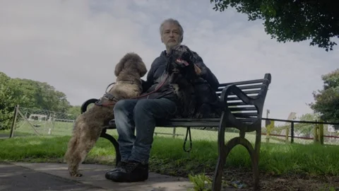 Dog Owner Sitting on Park Bench with Two Dogs in Peaceful Green Setting Stock Footage 345315767