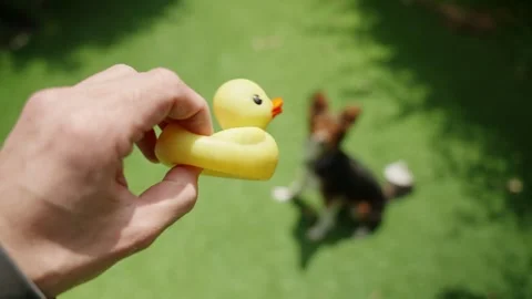 Dog owner teasing small cute dog with squeaky rubber duck toy in dog park Stock Footage 253153175