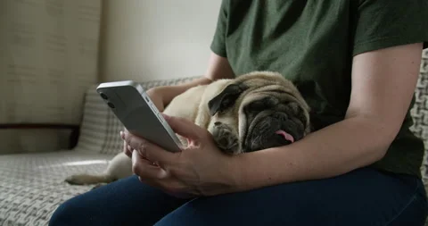 Dog owner using smartphone. Funny pug dog lying on the owner. Content, media Video stock 164482221