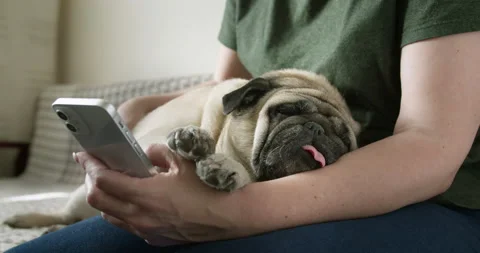 Dog owner using smartphone. Funny pug dog lying on the owner. Pet content Vídeos de archivo 164782516