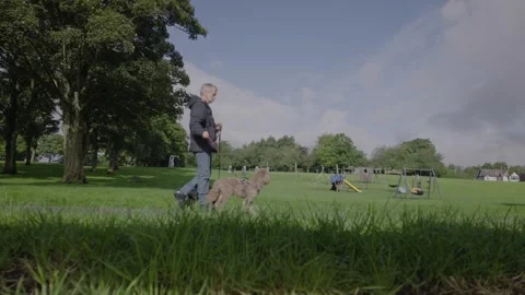 Dog Owner Walking Two Dogs on Leads Through Public Park Stock Footage 344553662