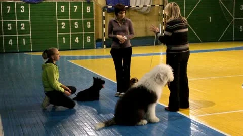 Dog owners communicate in training Stock Footage 10801269