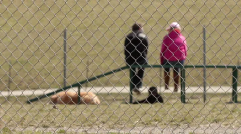 Dog owners at park talking Stock Footage 22878366