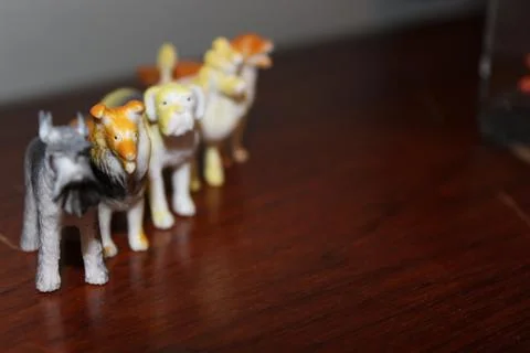 Dog Pack Stock Photos