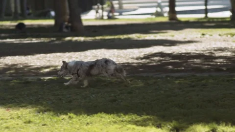 Dog Pack Playing in Slow Motion Stock Footage 90914662
