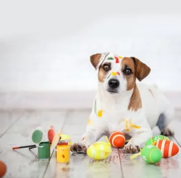 Dog with painted Easter eggs Stock Photos