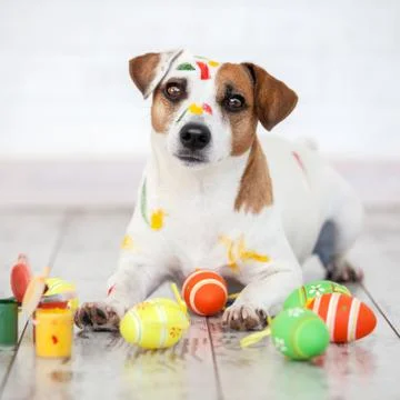 Dog with painted Easter eggs Stock Photos