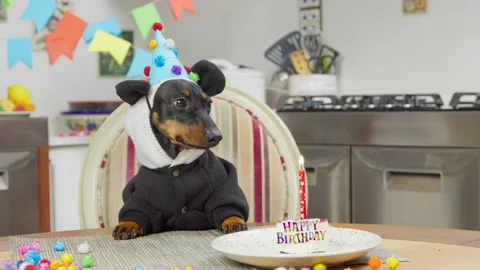 Dog in panda suit with cake on table celebrates birthday Video stock 160060108