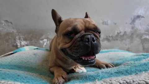 Dog panting due hot summer while lying indoor. Stock Footage 267422103