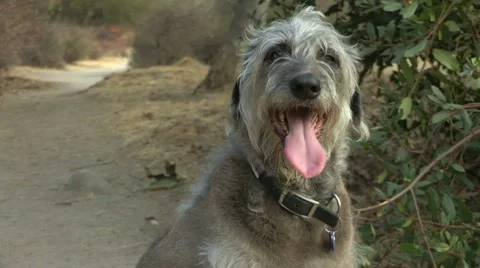 Dog Panting Stock Footage 8650581