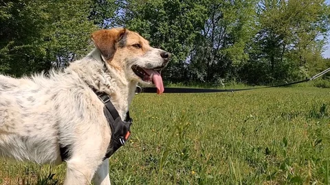 Dog is panting Stock Footage 129316834