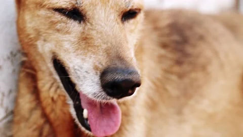 Dog panting Stock Footage 217515129