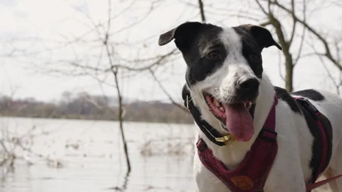 Dog panting Stock Footage 280286177