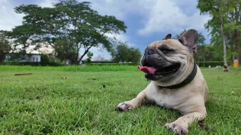 Dog panting in the garden on summer. Vídeo Stock 275832275