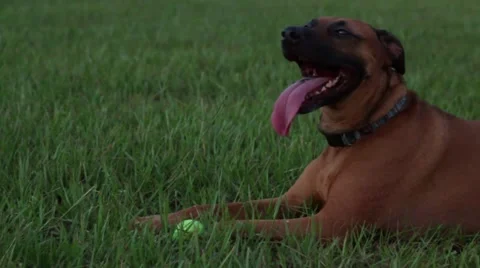 Dog panting in grass Video stock 41120994