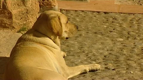 Dog panting in the heat Stockbeeldmateriaal 11077157