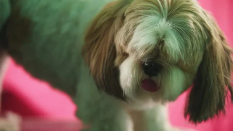 A Dog panting in parlor Stock Footage 274624976