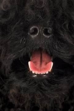 Dog panting Foto stock