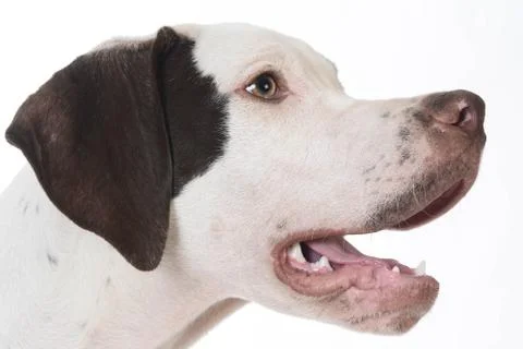 Dog panting Foto stock