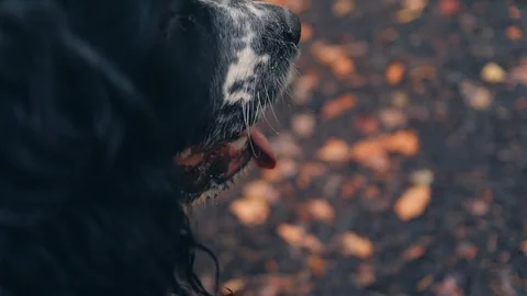 Dog Panting Pull Focus Stock Footage 96633365